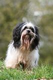 LHASSA APSO 245